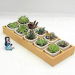 Succulent Wooden Storage Box Landscape Garden Decoration, 10 Cells